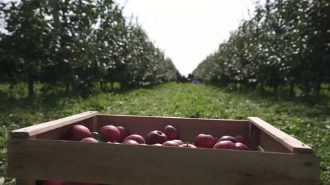 Harvesting red apples to the box in front of orchard Stock Footage 320007608