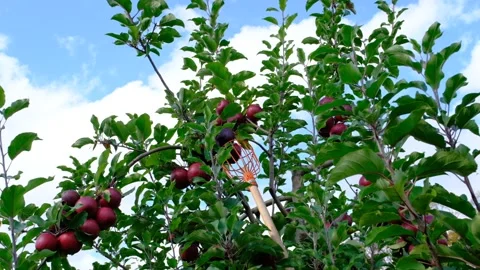 Harvesting red apples from tree Stock Footage 165161472