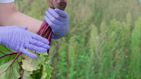 Harvesting red beets Stock Footage 314844263