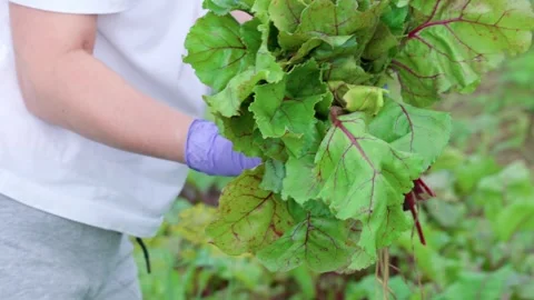 Harvesting red beets Stock Footage 314844272