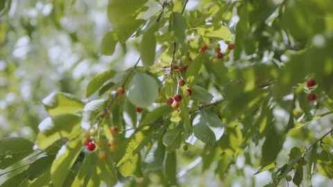 Harvesting Red Cherries Stock Footage 92937779