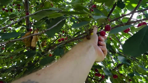 Harvesting red cherries in summer Stock Footage 337663867