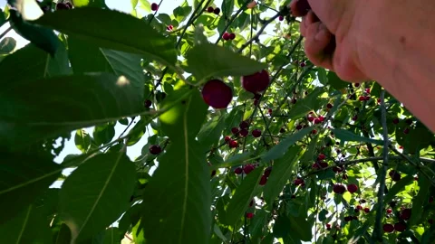 Harvesting red cherries in summer Stock Footage 337664045