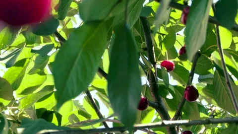 Harvesting red cherries in summer Stock Footage 337664053
