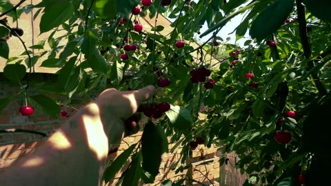 Harvesting red cherries in summer Stock Footage 337664079