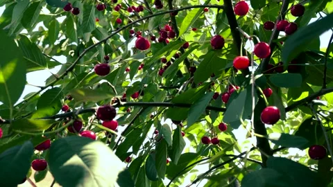 Harvesting red cherries in summer Stock Footage 337664099