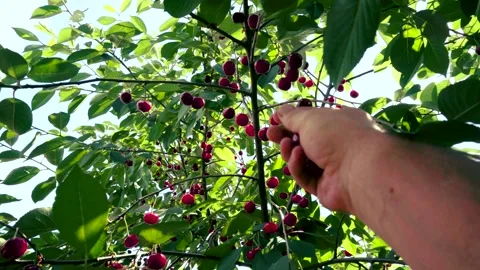 Harvesting red cherries in summer Stock Footage 337664177