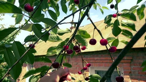 Harvesting red cherries in summer Stock Footage 337664207
