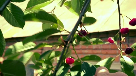 Harvesting red cherries in summer Stock Footage 337664236