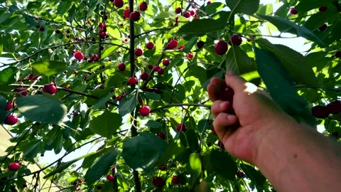 Harvesting red cherries in summer Stock Footage 337664239