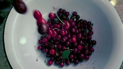 Harvesting red cherries in summer Stock Footage 337664276