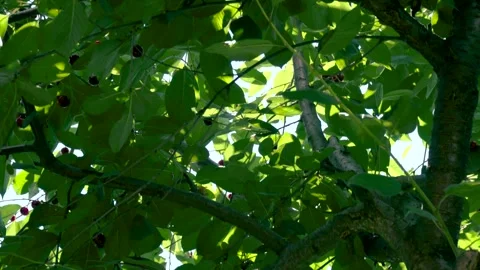Harvesting red cherries in summer Stock Footage 337664305