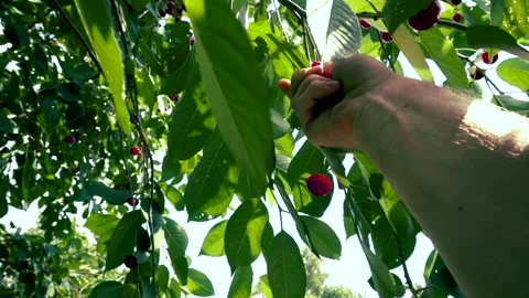 Harvesting red cherries in summer Stock Footage 337664395