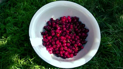 Harvesting red cherries in summer Stock Footage 337664397
