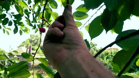 Harvesting red cherries in summer Stock Footage 337664419