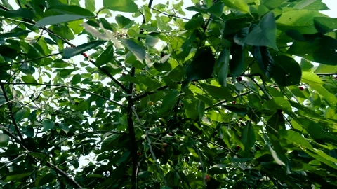 Harvesting red cherries in summer Stock Footage 337664489