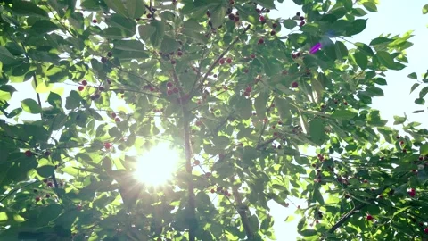 Harvesting red cherries in summer Stock Footage 337664497