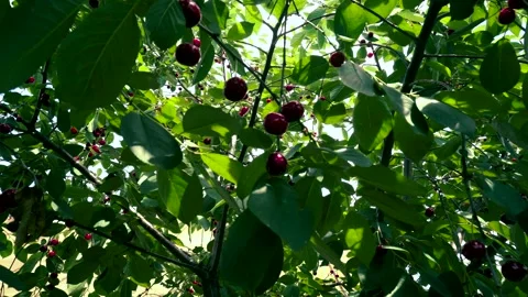 Harvesting red cherries in summer Stock Footage 337664499