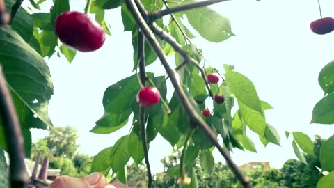 Harvesting red cherries in summer Stock Footage 337664503