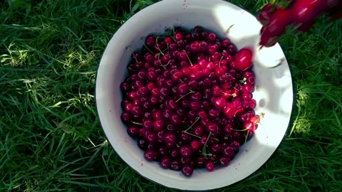 Harvesting red cherries in summer Stock Footage 337664569