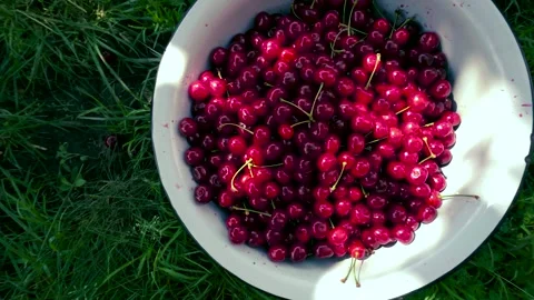 Harvesting red cherries in summer Stock Footage 337664581