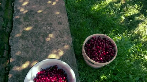 Harvesting red cherries in summer Stock Footage 337664626