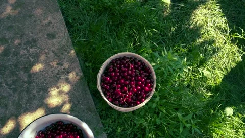 Harvesting red cherries in summer Stock Footage 337664678