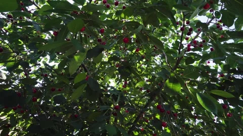 Harvesting red cherries in summer Stock Footage 337666240