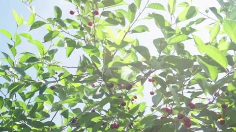 Harvesting red cherries in summer Video stock 337666329