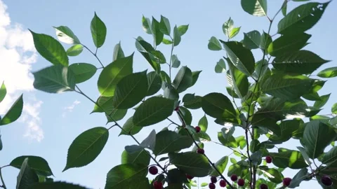 Harvesting red cherries in summer Stock Footage 337666379