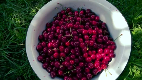 Harvesting red cherries in summer Stock Footage 337666437