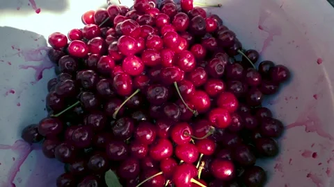 Harvesting red cherries in summer Stock Footage 337666446