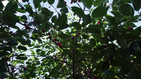 Harvesting red cherries in summer Stock Footage 337666495