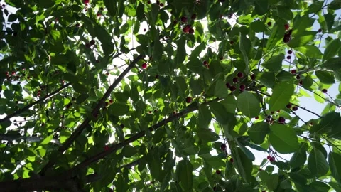 Harvesting red cherries in summer Stock Footage 337666497
