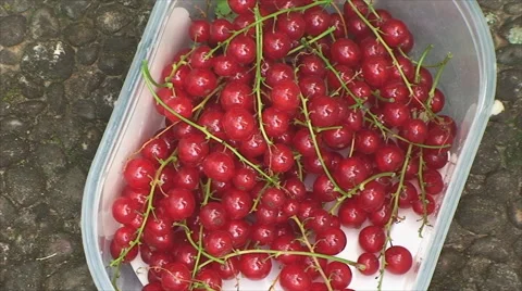 Harvesting red currants on the plot Vídeos de archivo 57562185