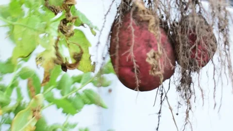 Harvesting red potatoes Stock Footage 171191245
