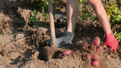 Harvesting red potatoes. Man digging potatoes and taking it out of the ground in Stock Footage 284940344