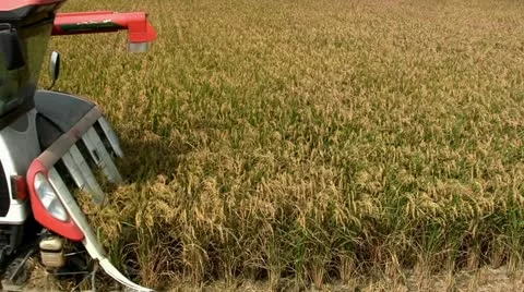 Harvesting rice (closeup) Stock Footage 12417703