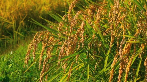 Harvesting Rice Fields Stock Footage 331987343