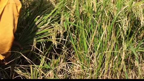 Harvesting rice in the fields traditionally Stock Footage 288683939