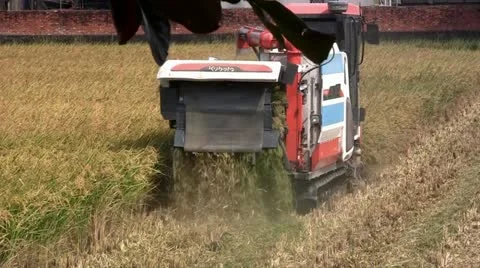 Harvesting rice Stock Footage 12409552