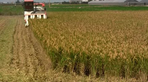 Harvesting rice Stock Footage 12409717