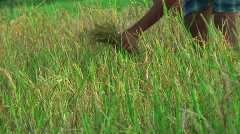 Harvesting rice Stock Footage 22326388