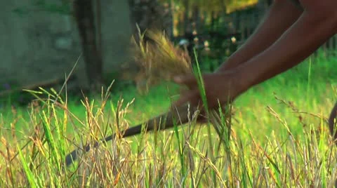 Harvesting rice Stock Footage 22326411