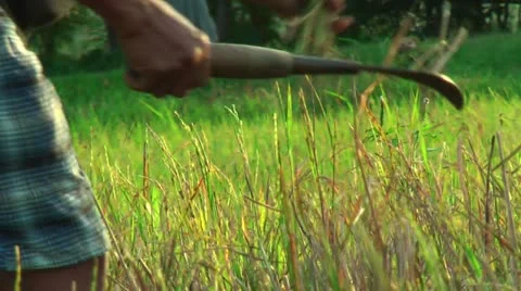Harvesting rice Stock Footage 22326433