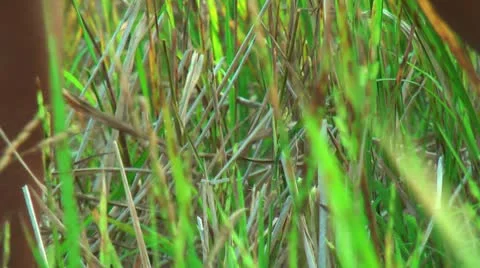 Harvesting rice Stock Footage 22326443