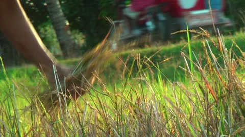 Harvesting rice Stock Footage 22326455