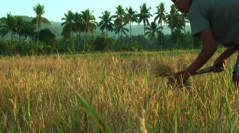 Harvesting rice Stock Footage 22326456