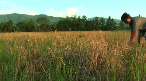 Harvesting rice Stock Footage 22327918