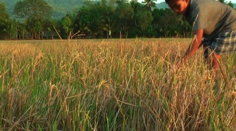 Harvesting rice Stock Footage 22327943